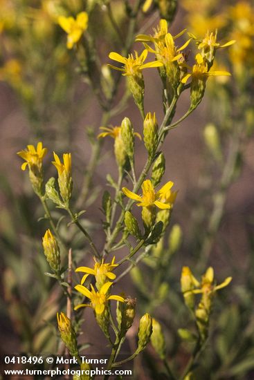 Hall's Goldenweed blossoms