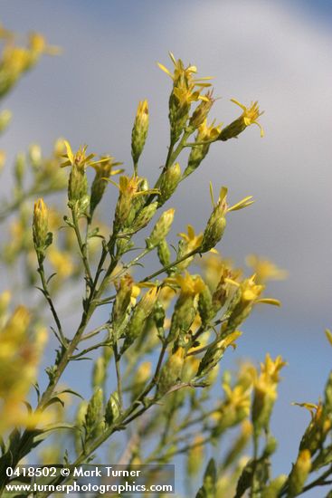 Hall's Goldenweed blossoms, low angle against sky