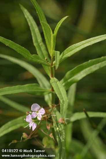 Marsh Speedwell blossoms & foliage