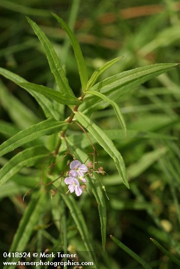 Marsh Speedwell blossoms & foliage