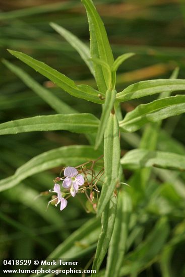 Marsh Speedwell blossoms & foliage