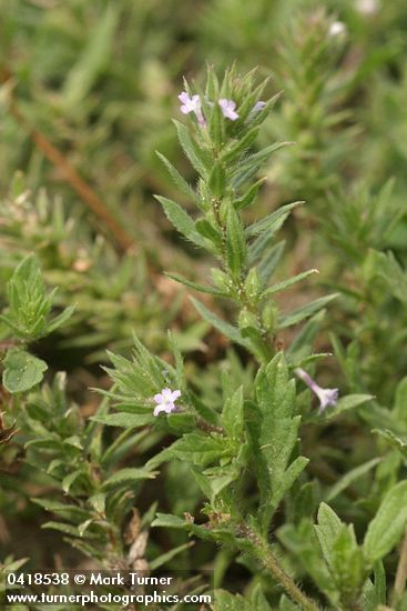 Prostrate Verbena blossoms & foliage detail