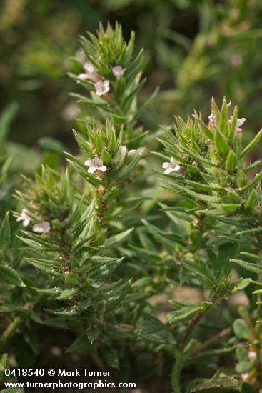 Prostrate Verbena blossoms & foliage detail