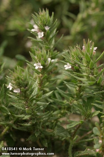 Prostrate Verbena blossoms & foliage detail