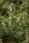 Prostrate Verbena blossoms & foliage detail