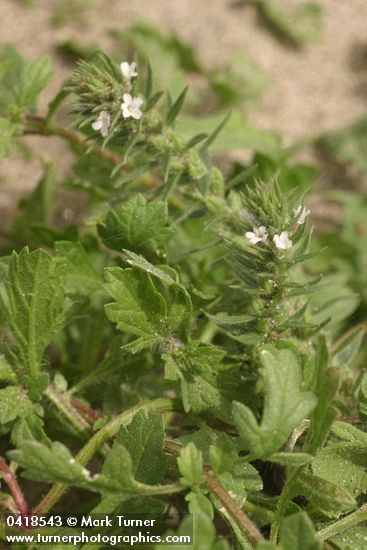 Prostrate Verbena blossoms & foliage detail