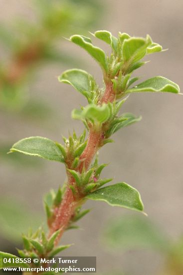 Annual Bursage blossom & foliage detail