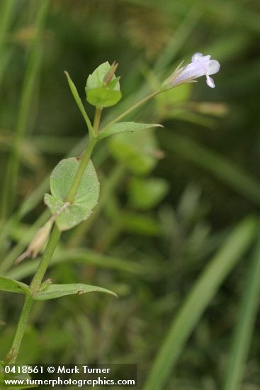 Slender False Pimpernel blossom & foliage