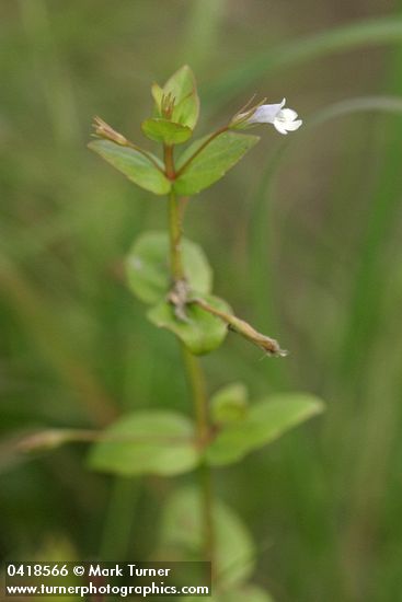 Slender False Pimpernel blossom & foliage