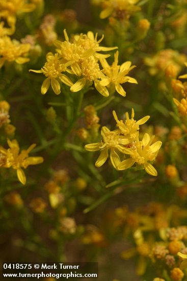 Match Brush blossoms & foliage