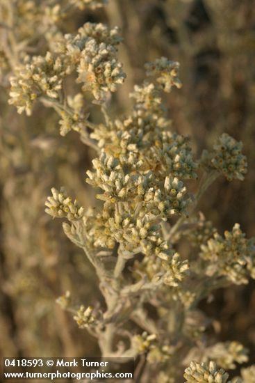 Slender Cudweed blossoms