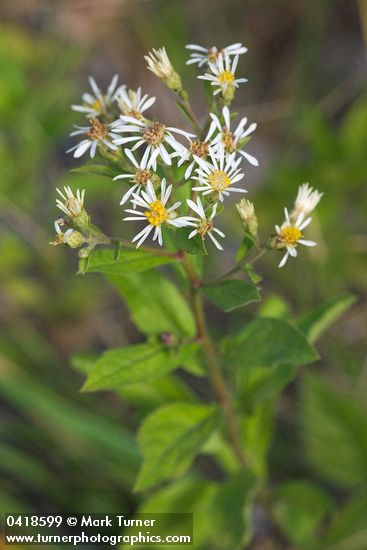 Rough-leaved Aster