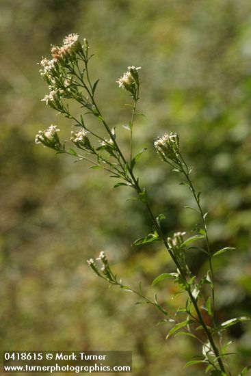 Oregon Whitetop Aster