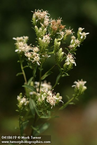 Oregon Whitetop Aster blossoms