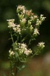 Oregon Whitetop Aster blossoms