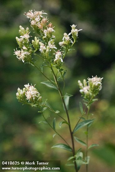 Oregon Whitetop Aster blossoms