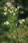 Oregon Whitetop Aster blossoms