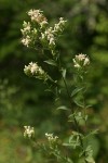 Oregon Whitetop Aster blossoms