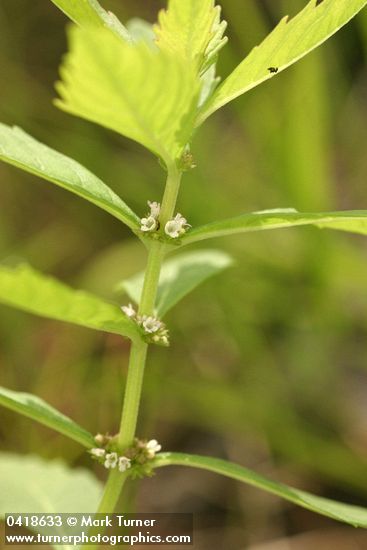 Northern Bugleweed blossoms & foliage detail