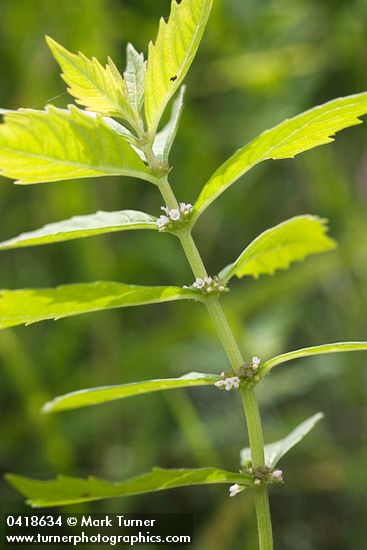 Northern Bugleweed blossoms & foliage