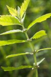 Northern Bugleweed blossoms & foliage