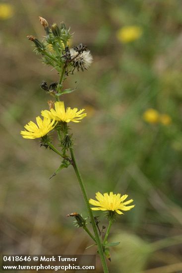 Hawkweed Oxtongue blossoms