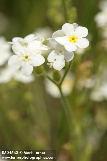 Rough Popcorn Flower blossoms detail