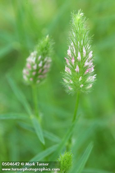 Foothill Clover blossoms detail