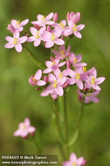 Monterey Centaury blossoms detail