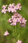 Monterey Centaury blossoms detail