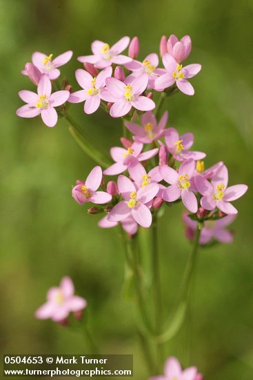 Monterey Centaury blossoms detail