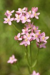 Monterey Centaury blossoms detail