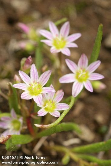 Three-leaf Lewisia blossoms detail