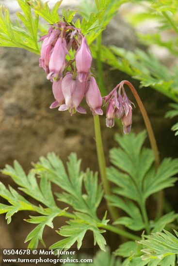 Pacific Bleeding Heart blossoms & foliage