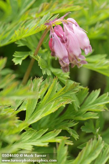 Pacific Bleeding Heart blossoms & foliage detail