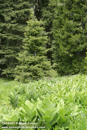 Grand Fir w/ California Corn Lily foliage & Blue Stickseed fgnd