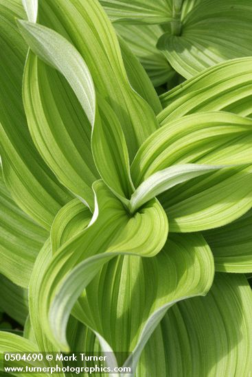 California Corn Lily foliage detail