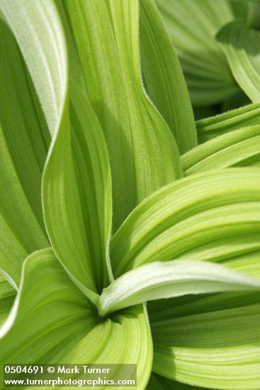 California Corn Lily foliage detail