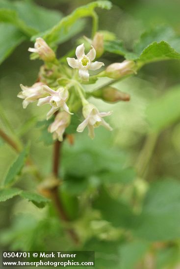 Sticky Currant blossoms detail