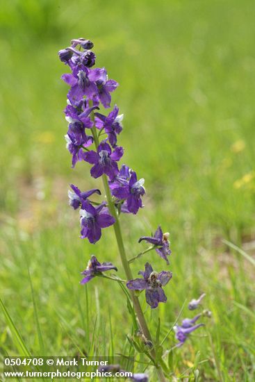 Menzies' Larkspur blossoms