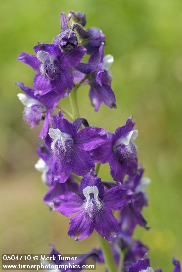 Menzies' Larkspur blossoms detail