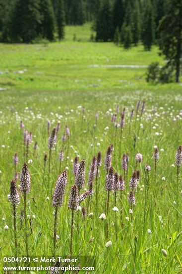 Wet meadow community w/ Elephant's Head Lousewort fgnd