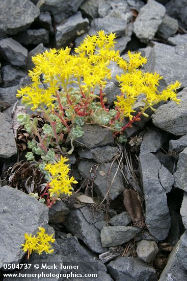 Broad-leaved Stonecrop