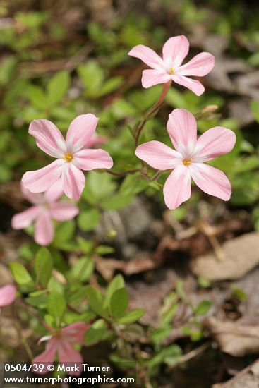 Woodland Phlox blossoms & foliage