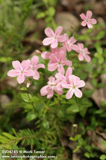 Woodland Phlox blossoms & foliage