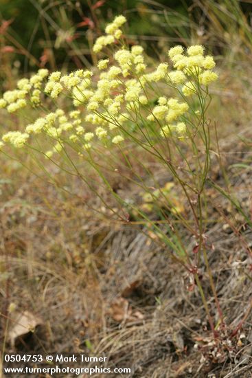 Naked Eriogonum
