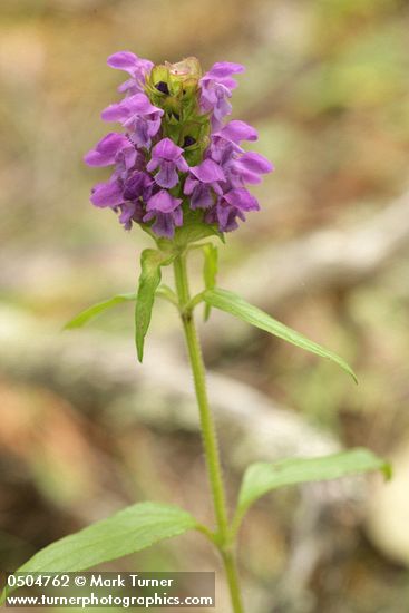 Self-heal blossoms & foliage