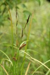 Northwest Territory Sedge (Beaked Sedge) male & female inflorescence