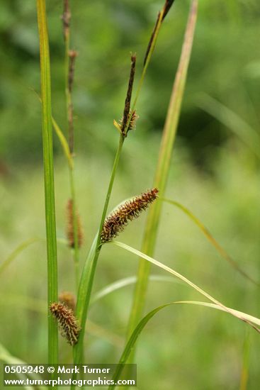 Northwest Territory Sedge (Beaked Sedge) male & female inflorescence
