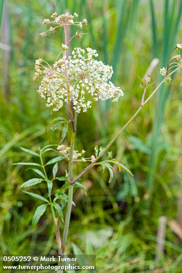 Douglas's water-hemlock blossoms & foliage